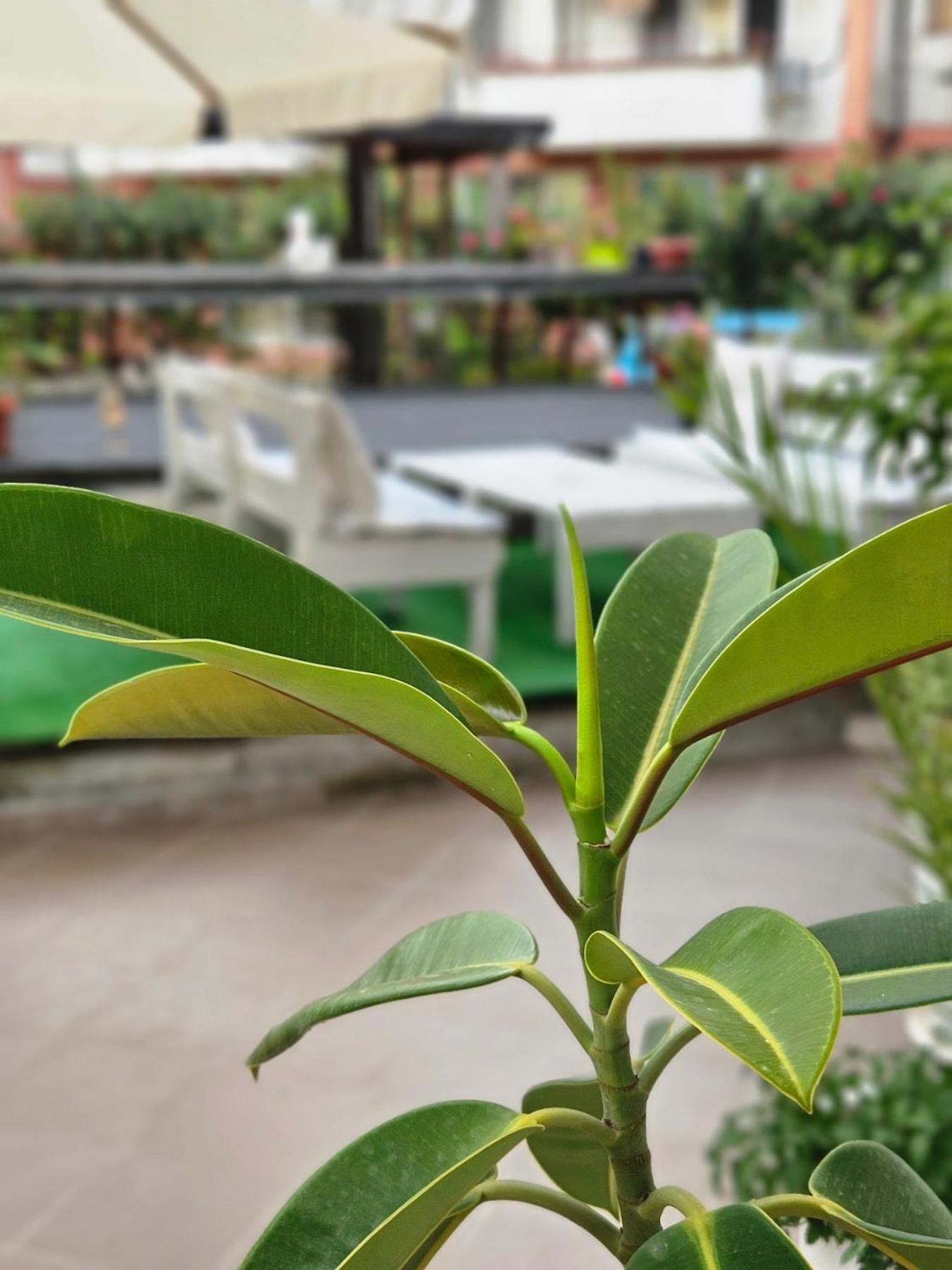 Guest House Petrovi Равда Экстерьер фото